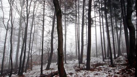 Ein Stück Wald im Nebel. 