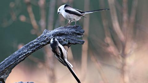 Zwei Vögel auf einem vereisten Ast. 