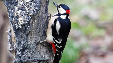 Ein Vogel auf einem Ast.