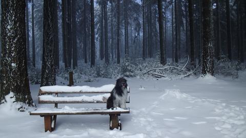 Ein Hund auf einer Bank vor einem Wald.