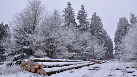 Ein Waldweg mit Baumstämmen im Vordergrund – im Schnee.