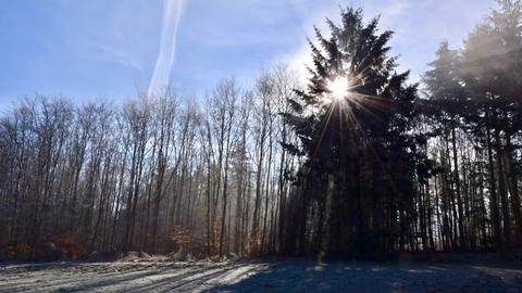 Eine zugefrorene Wiese vor einem Wald im Gegenlicht.