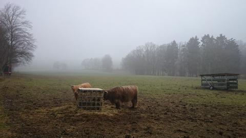 Regnerisches und nebliges Wetter in der Schwalm. Im Vordergrund zwei weidende langhaarige Kühe.