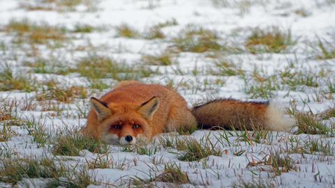 Ein Fuchs im Schnee. 