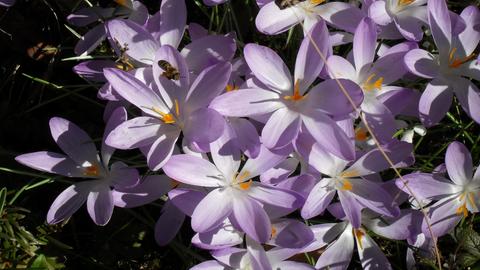 Nahaufnahme von Krokuss-Blumen mit den ersten Bienen. 