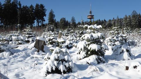 Junge Nadelbäume im Schnee. 