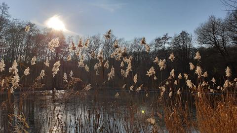 Ein See mit Schilf im Vordergrund. 