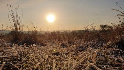 Zugefrorene Gräser vor einem Sonnenaufgang.