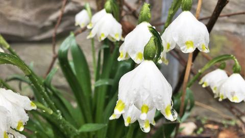 Wetter-Bilder Andrea Wegener aus Taunusstein