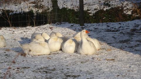 Gänse im Schnee.