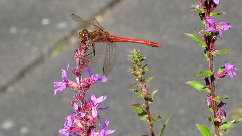 Wetter-Bilder Birgit Zeiss aus Willingshausen