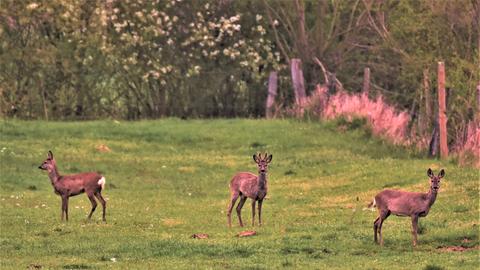 Wetter-Bilder Burkhard Kling aus Stammheim