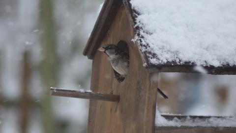 Amsel guckt aus schneebedecktem Vogelhaus. 