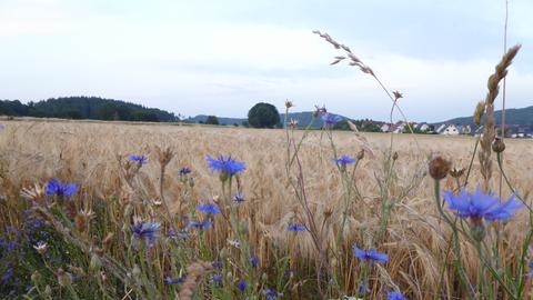 Wetter-Bilder Herbert Friedrich aus Bad Emstal