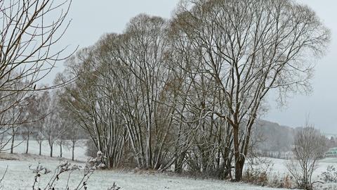 Baumlandschaft im Schnee. 