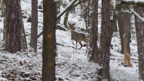 Ein Reh steht im verschneiten Wald. 