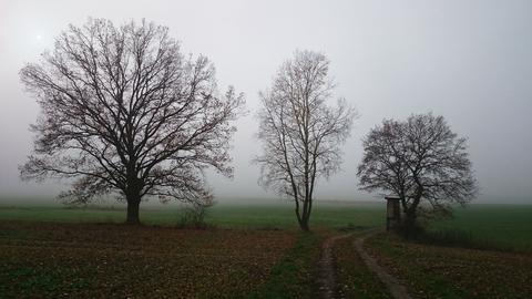 Drei Bäume im Nebel. 