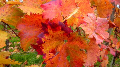 Wetterfoto-Oktober - Rudolf Machar aus Heidenrod