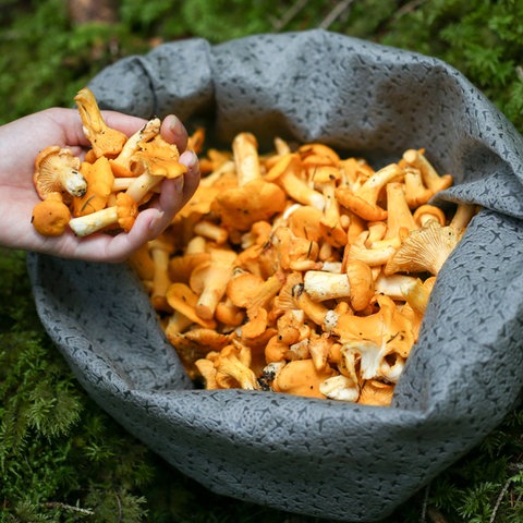 Gesammelte Pfifferling in einer Tasche.