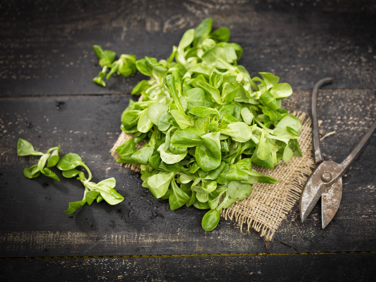 Rezept Feldsalat Mit Honig Senf Dressing Hr Fernsehen De Rezepte