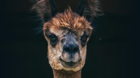 Lamakopf auf schwarzem Hintergrund. Text: Unterwegs mit dem Lama-Flüsterer