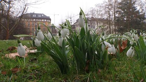 magische Frühblüher Palmengarten