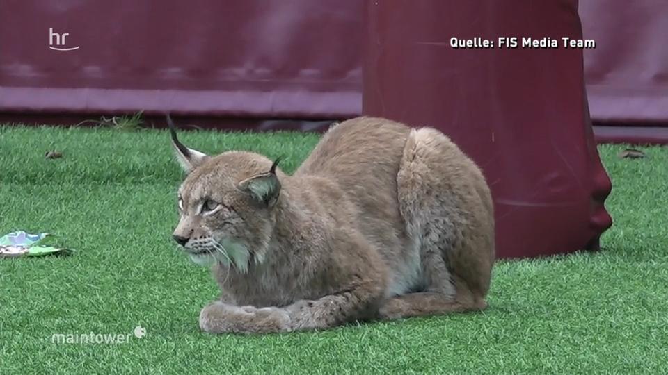 Video Luchs Auf Sportplatz In Oberursel Hr Fernsehen De Sendungen