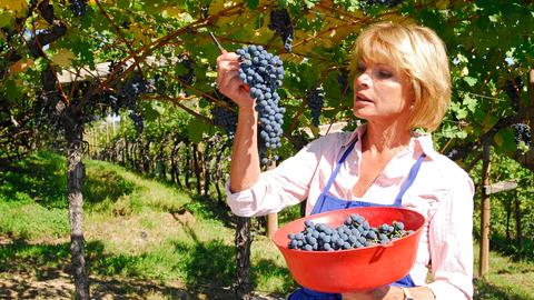 Frau pflückt Weintrauben
