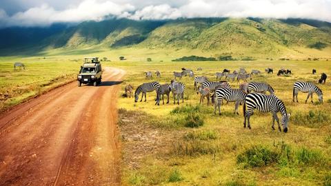 Safari in Tansania: Ein Jeep und eine Horde Zebras. 