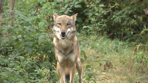 Ein Wolf im Wildtierpark Edersee