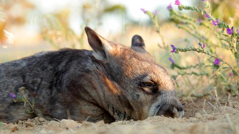 Ein Wombat schläft im Schatten