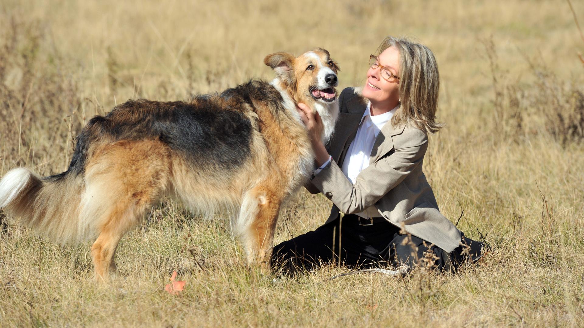 Darling Companion Ein Hund fürs Leben hrfernsehen.de TVProgramm
