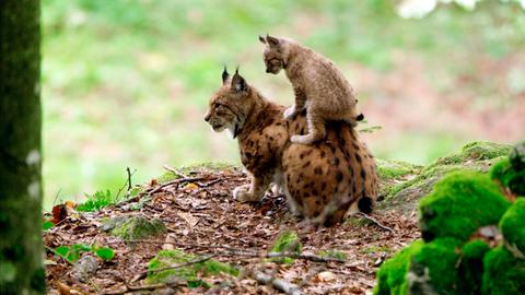 Die größte Wildkatze Europas hat im Böhmerwald wieder ein Zuhause gefunden.