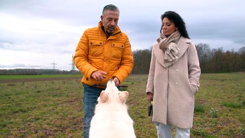 Hundecoach Andreas Ohligschläger (l) und Jenny beim Training mit ihrem weißen Schäferhund Snow.