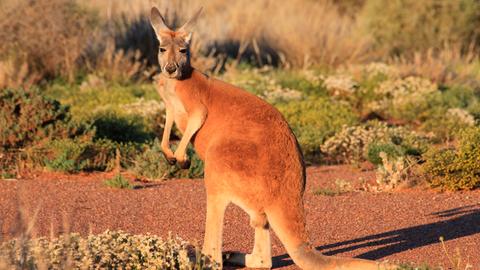 Ein Känguru in freier Wildbahn