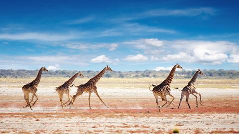 Rennende Giraffen in Namibias Steppe.