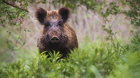 Wildschwein im Wald. 