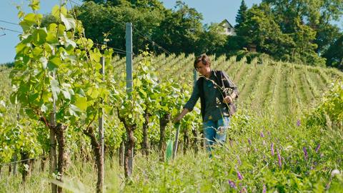 Weinbauer Armin Tement baut Wein auf der österreichischen und slowenischen Seite des Grenzpanoramawegs an