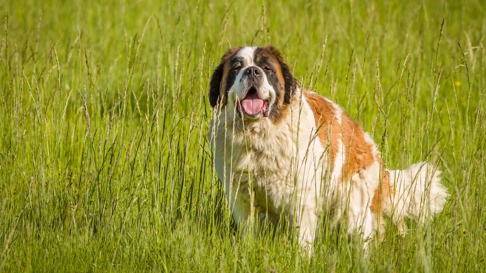 Steckbrief Greta Hansen Alias Enya Elstner Tiere Bis Unters Dach