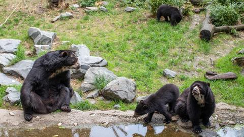 Vier Brillenbären im Zoo