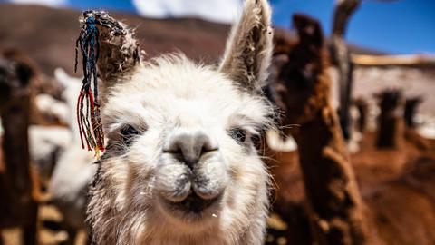 Lamas in der argentinischen Hochwüste Puna de Atacama