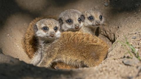 Junge Erdmännchen schauen aus einem Erdloch. 