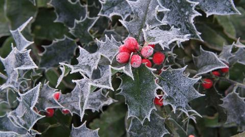 Ilex mit Schneereif