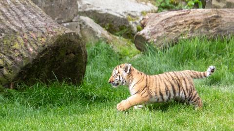 8 Wochen altes Tigerbaby tollt durchs Gehege 