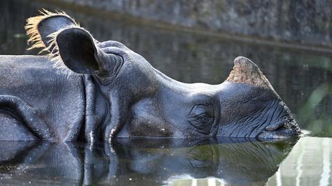 Ein Nashorn im Tierpark