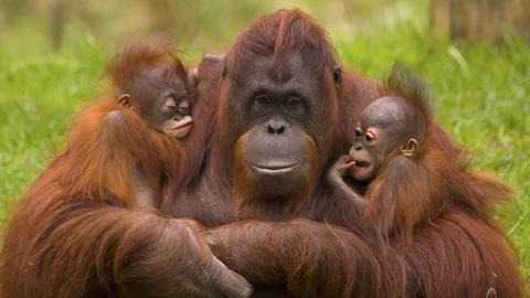 Orang-Utan-Mutter mit zwei Jungtieren iden Armen. 