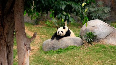 Pandabär im Grünen 