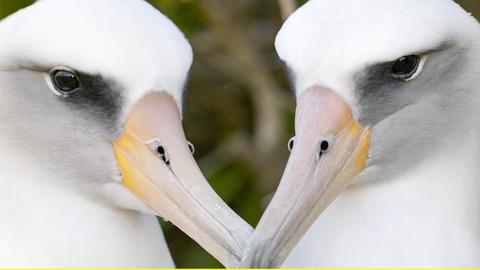 Zwei Albatrosse "schnäbeln". 