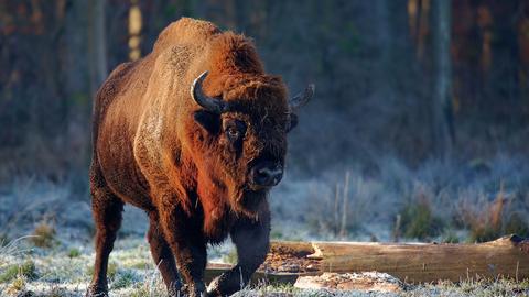 Ein Wisent auf einer Weide.